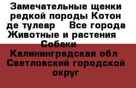 Замечательные щенки редкой породы Котон де тулеар  - Все города Животные и растения » Собаки   . Калининградская обл.,Светловский городской округ 